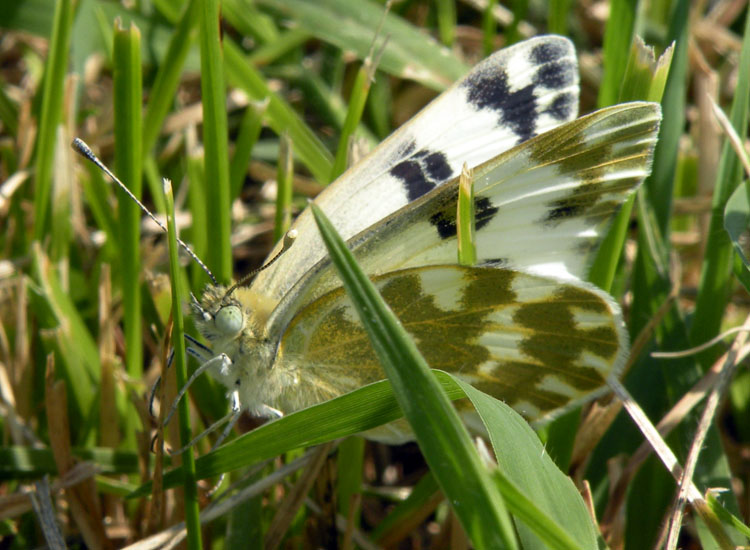 Euchloe simplonia? - Pontia edusa